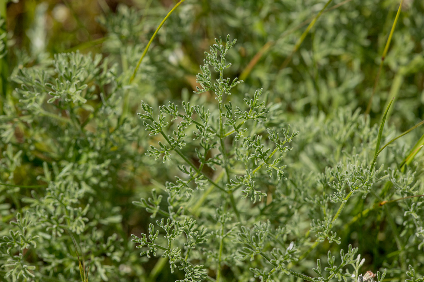 Image of Prangos odontalgica specimen.