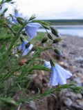 Linum boreale. Верхушки цветущих растений. Коми, Интинский р-н, Нац. парк \"Югыд Ва\", подножье правого крутого берега р. Кожим. 01.07.2010.