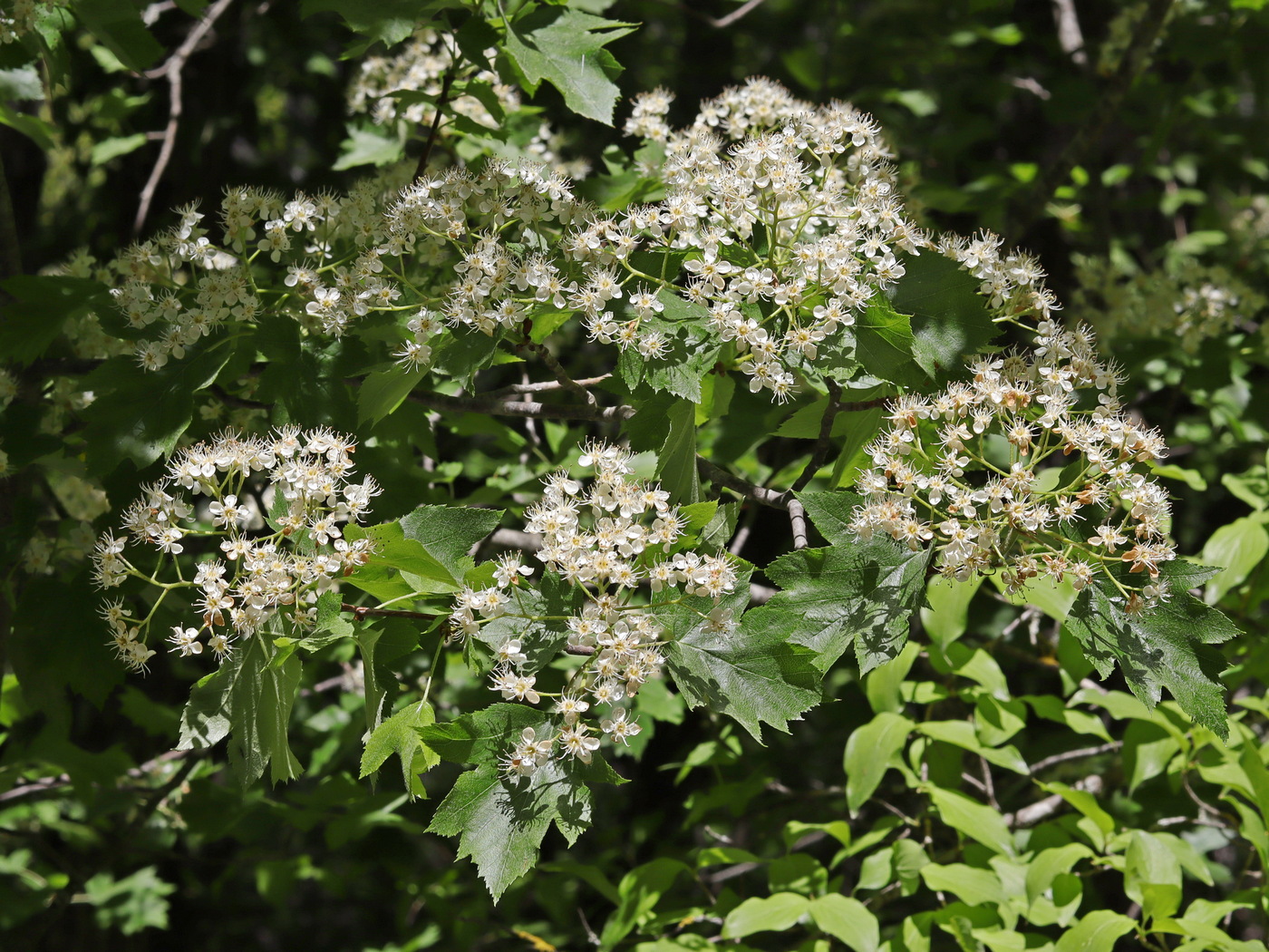 Изображение особи Sorbus torminalis.
