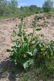 род Rumex. Зацветающее растение. Московская обл., г. о. Серпухов, Ланьшинский карьер, песчаный берег. 25.05.2025.