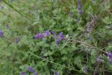 Photo genus Nepeta