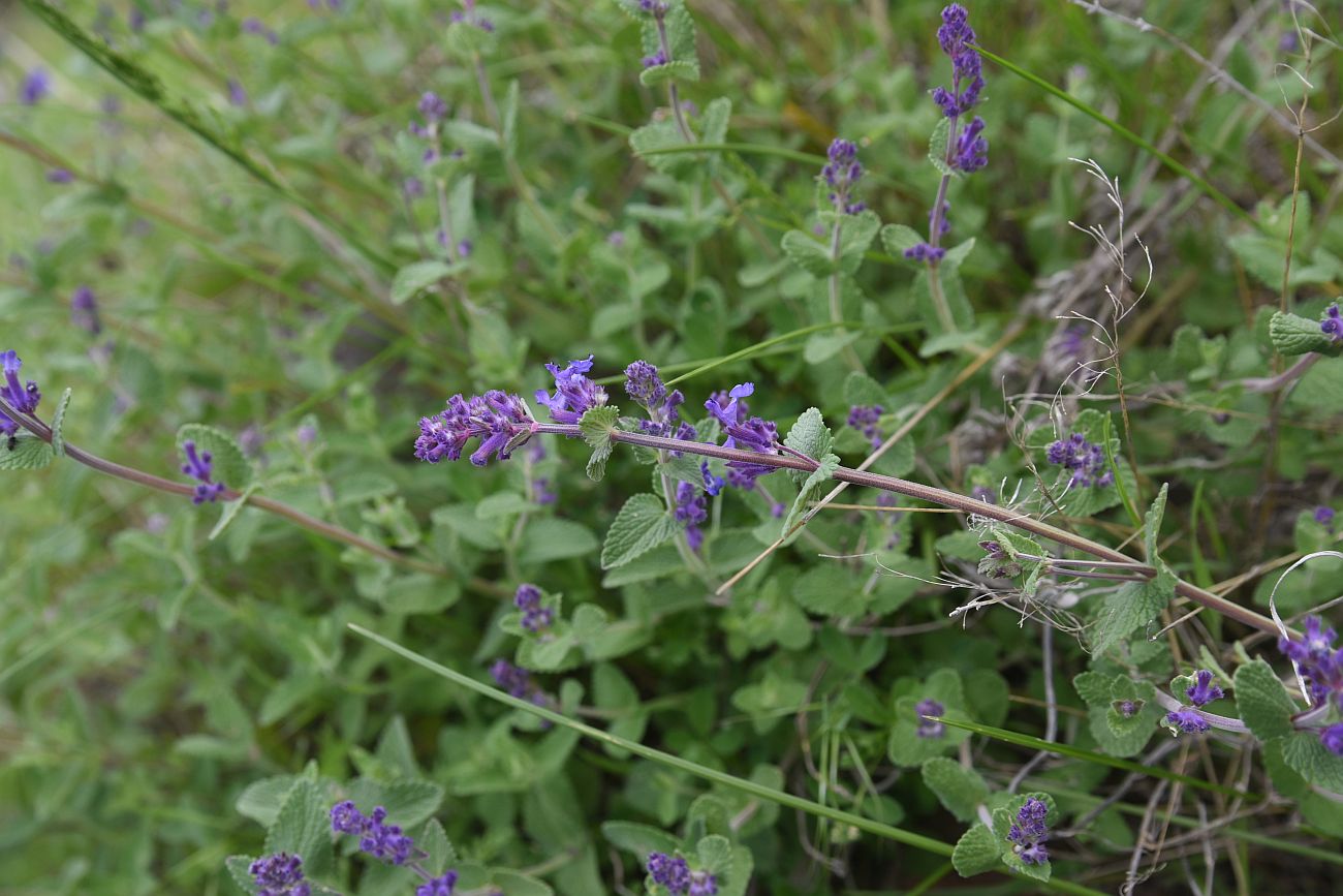 Image of genus Nepeta specimen.