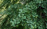 Ginkgo biloba. Верхушки ветвей. Китай, пров. Аньхой, национальный парк \"Хуаншань\", опушка смешанного леса. 30.05.2025.