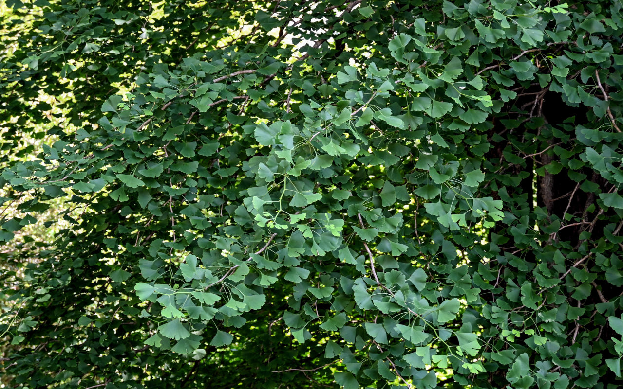 Image of Ginkgo biloba specimen.