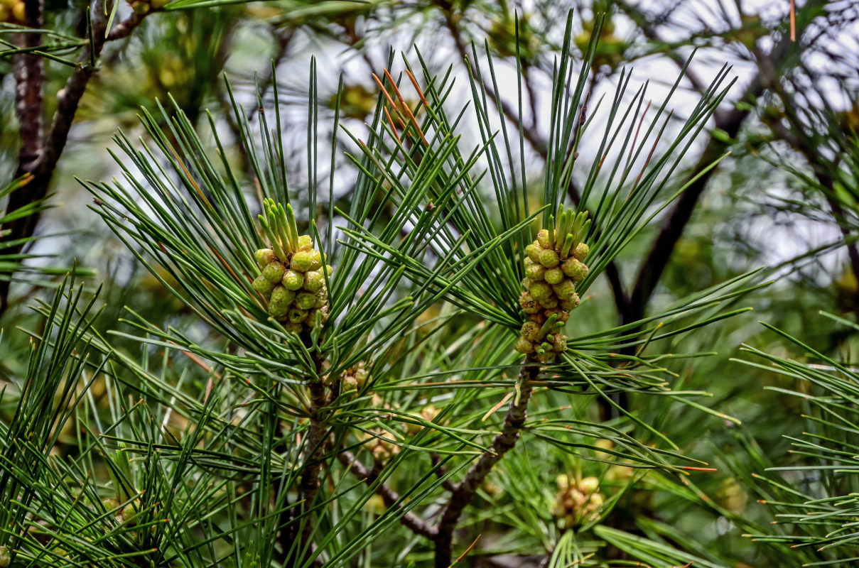 Изображение особи Pinus armandii.