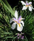 Dietes grandiflora