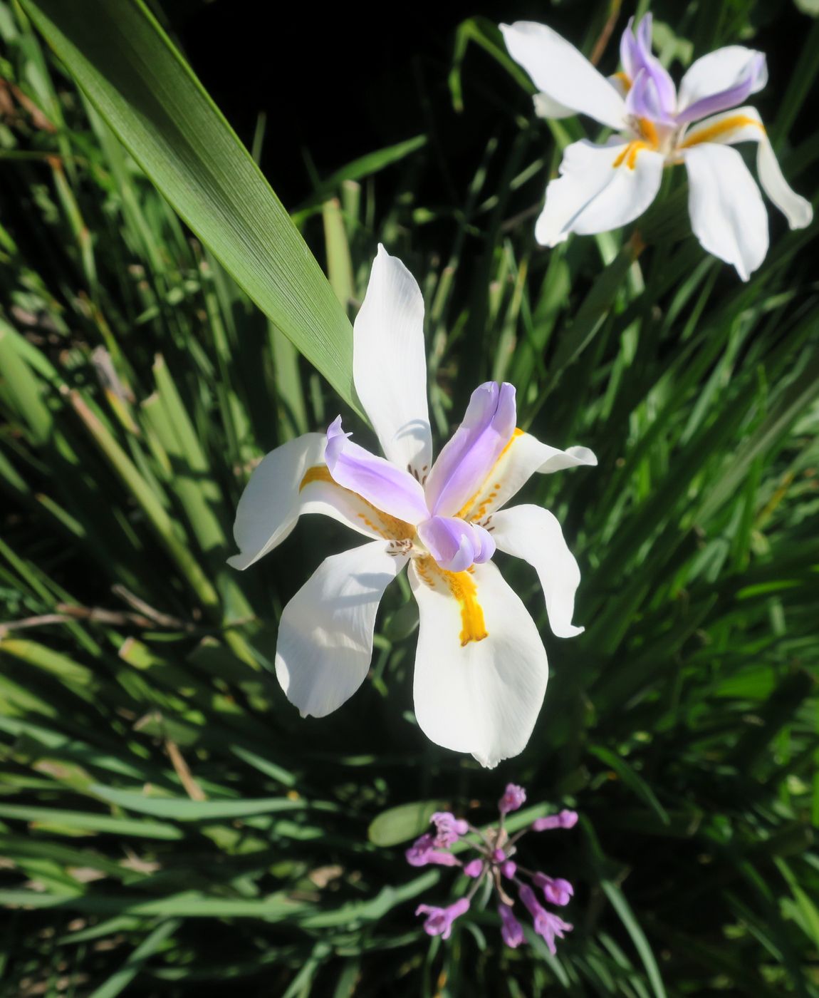 Изображение особи Dietes grandiflora.