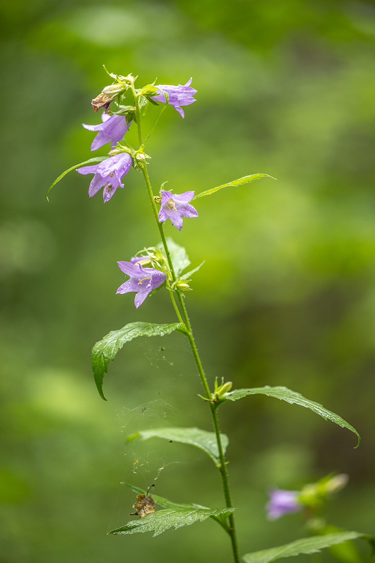 Image of Campanula trachelium specimen.