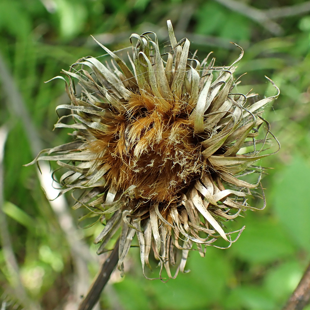 Image of Synurus deltoides specimen.