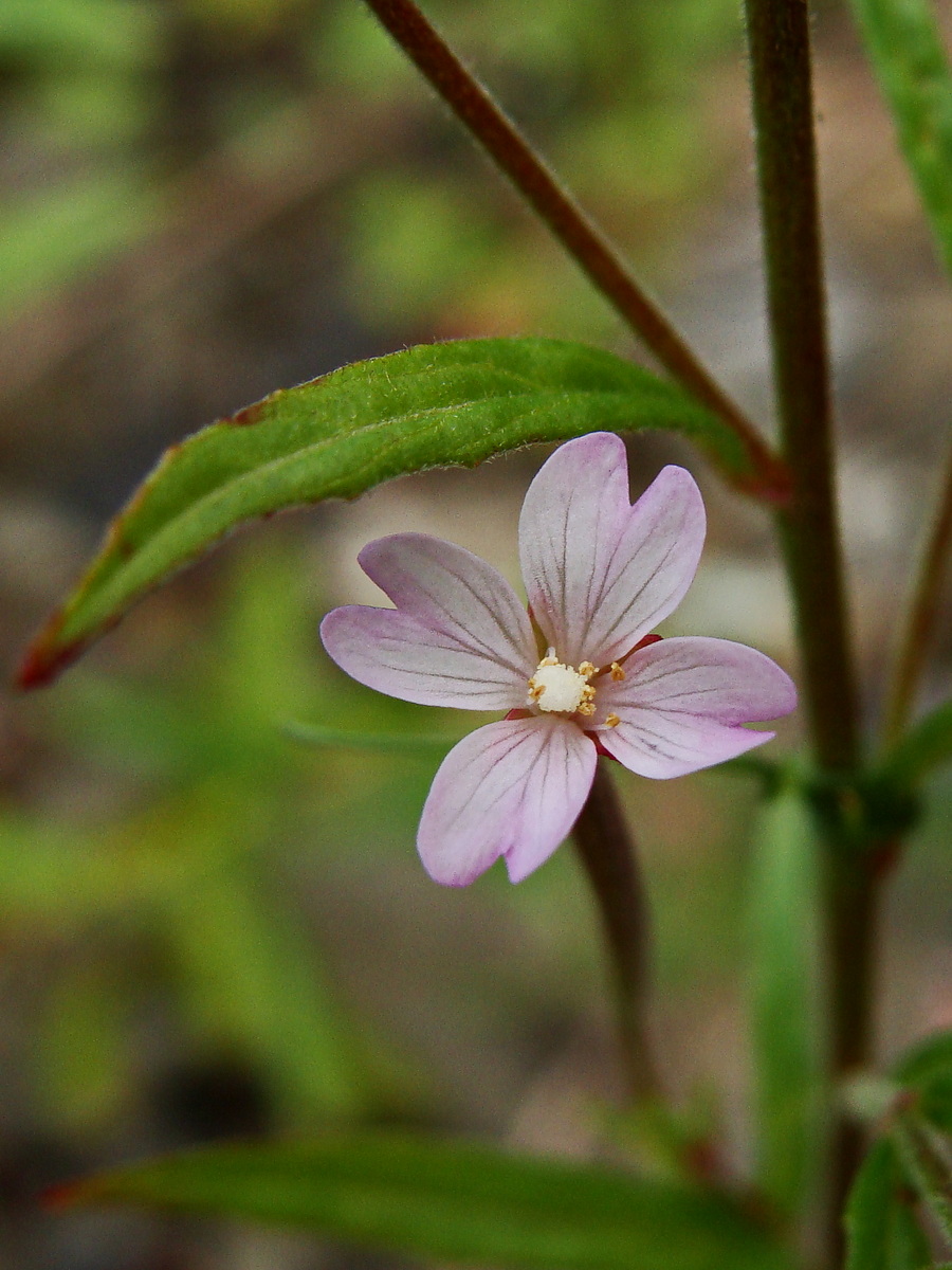Изображение особи Epilobium palustre.