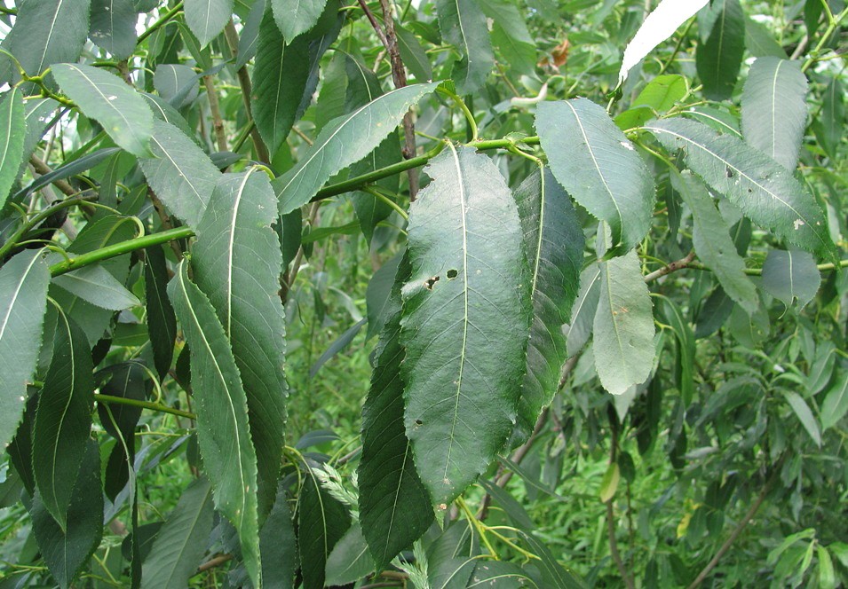 Image of Salix &times; schumanniana specimen.