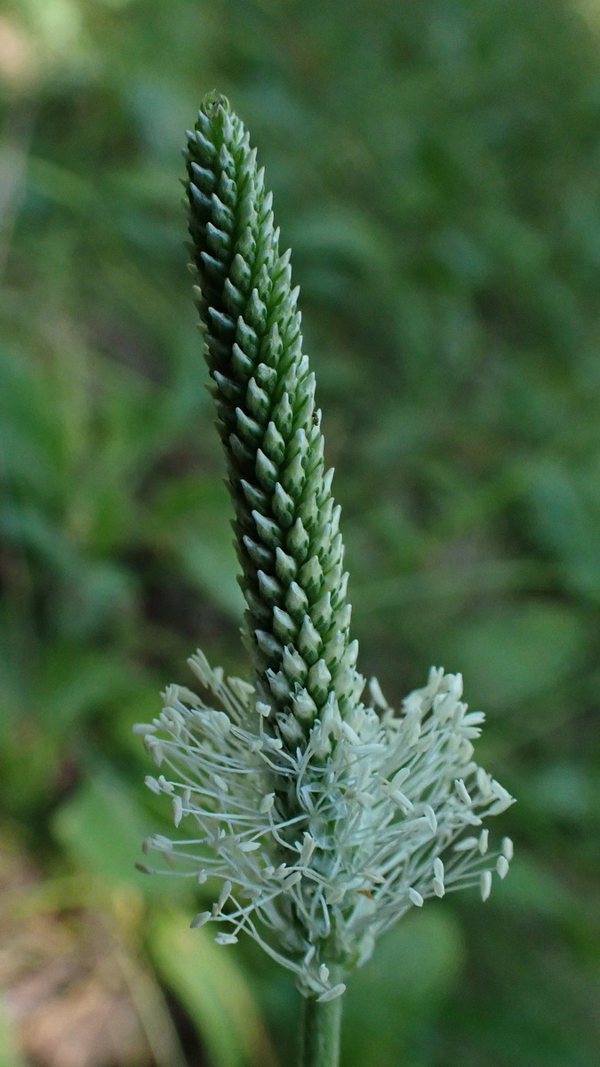 Изображение особи род Plantago.