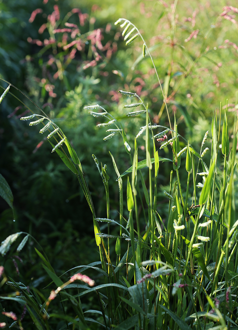 Изображение особи Eriochloa villosa.