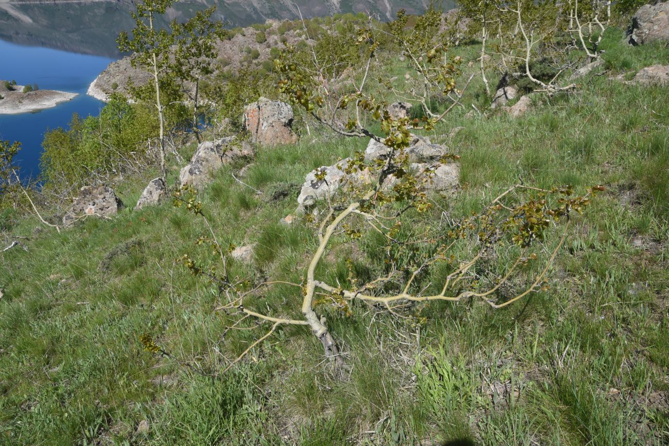 Image of Populus tremula specimen.