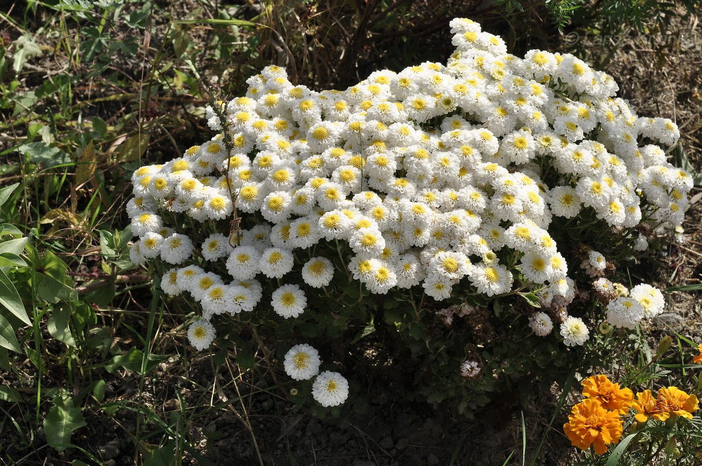 Image of genus Chrysanthemum specimen.