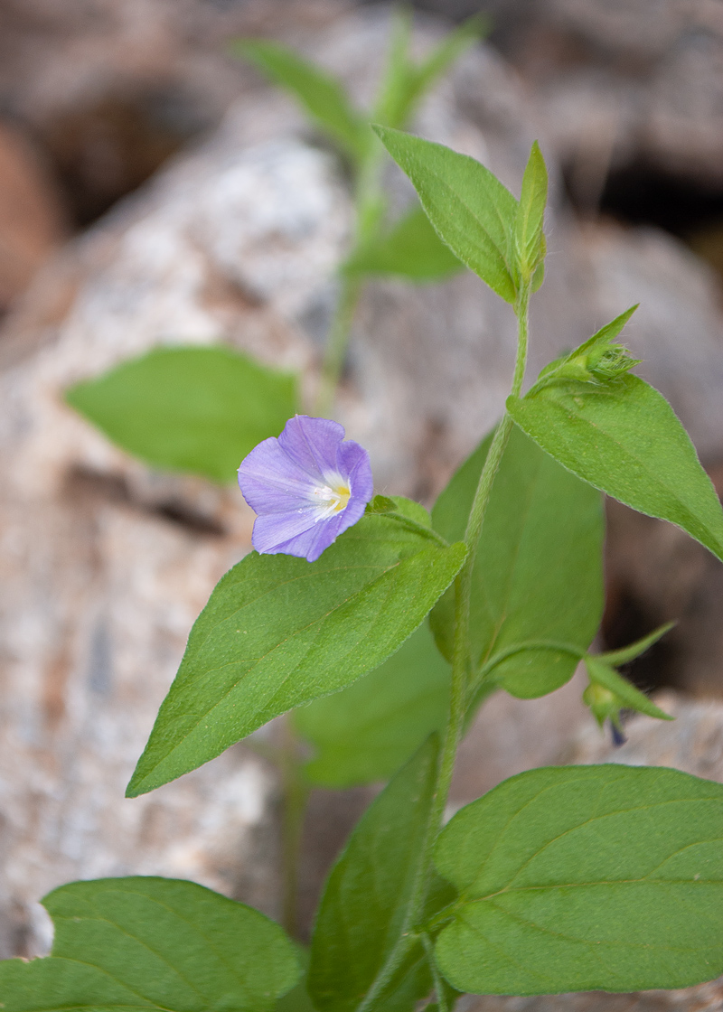 Image of Convolvulus siculus specimen.