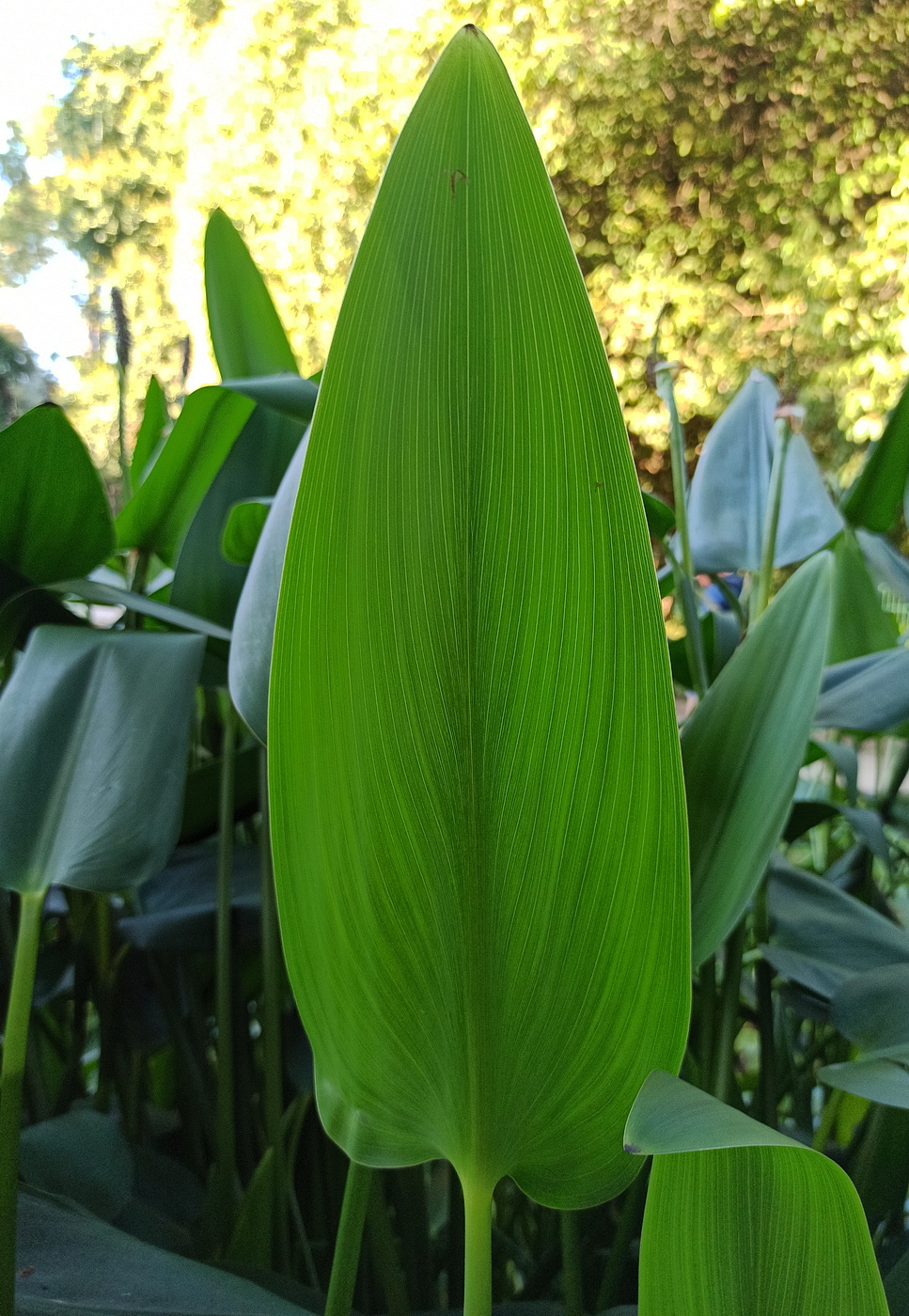 Изображение особи Pontederia cordata.