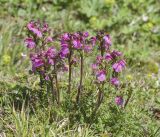 Pedicularis nordmanniana