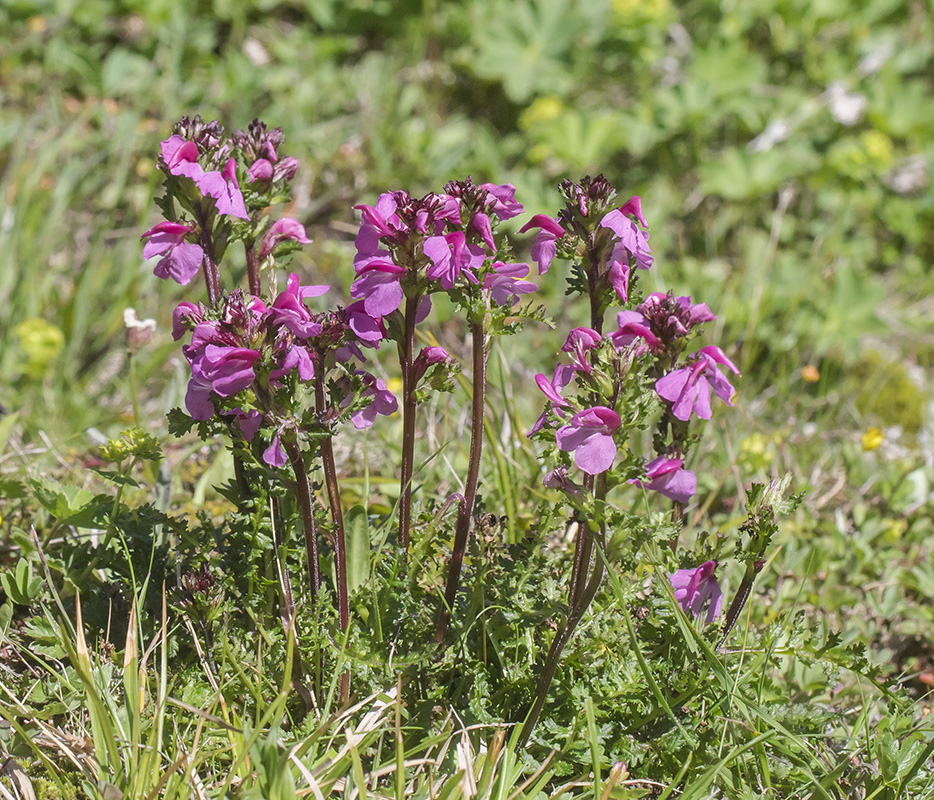 Изображение особи Pedicularis nordmanniana.