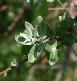 genus Elaeagnus. Верхушка веточки с молодым побегом. Турция, ил Ван, дер. Албайрак, выс. ок. 2000 м н.у.м., опушка рощи. 23 мая 2025 г.