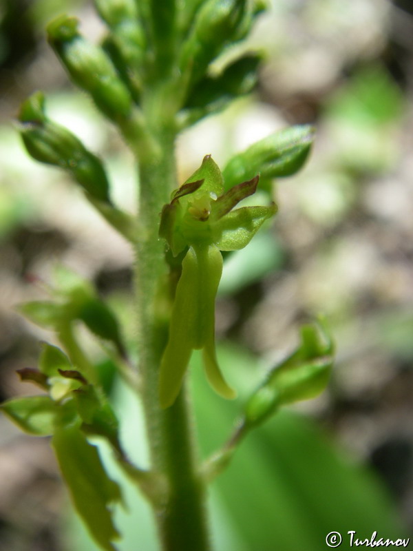 Изображение особи Listera ovata.