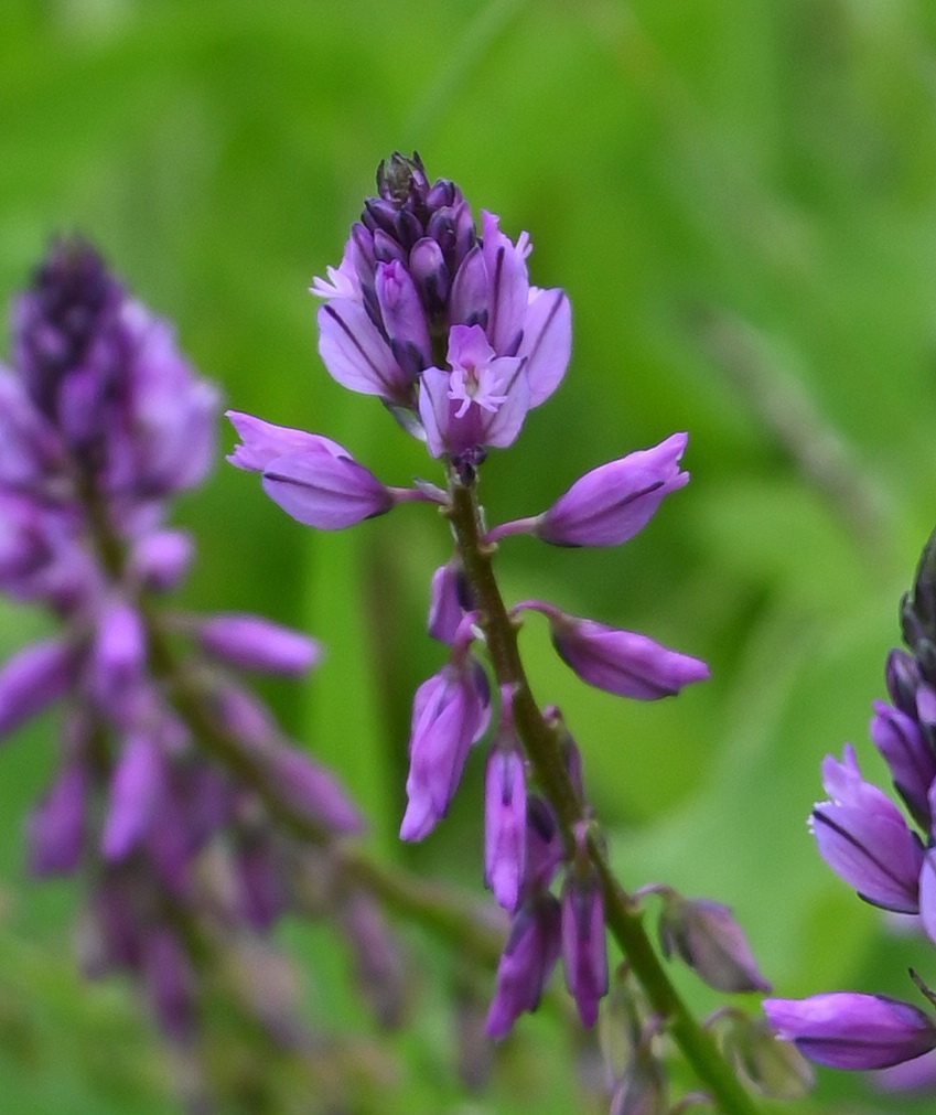 Image of Polygala comosa specimen.