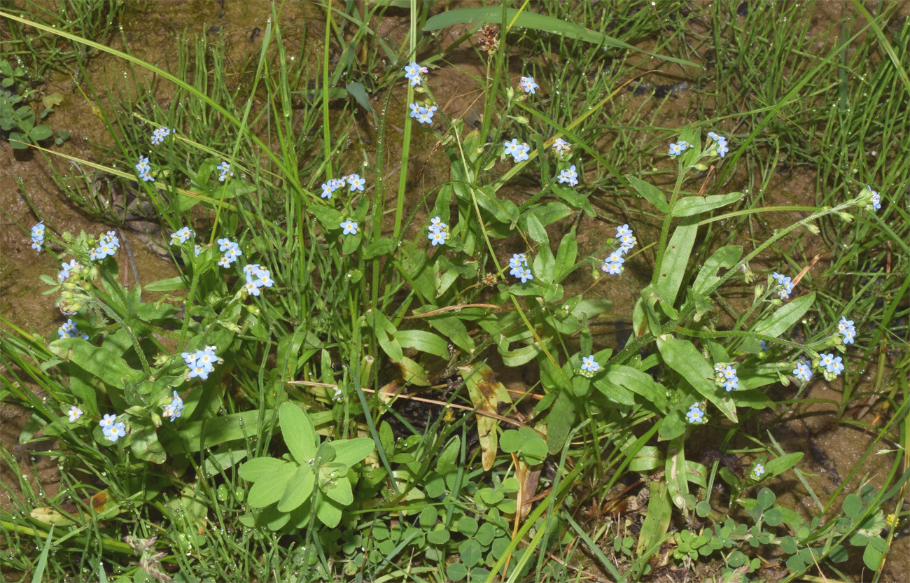 Изображение особи Myosotis cespitosa.