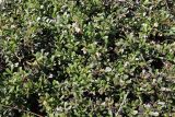 Arctostaphylos uva-ursi. Часть цветущей куртины. Ленинградская обл., Гатчинский р-н, окр. пос. Пудость, разреженный травяной ельник на месте старого травертинового карьера, зарастающая деревьями поляна. 21.05.2025.