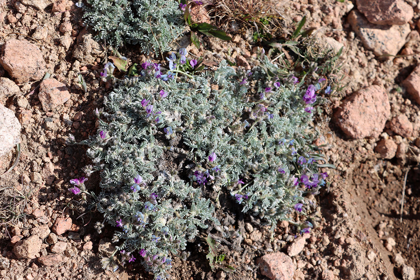 Изображение особи Oxytropis leucocyanea.