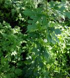 Изображение особи. Автор - Юлия Борисова