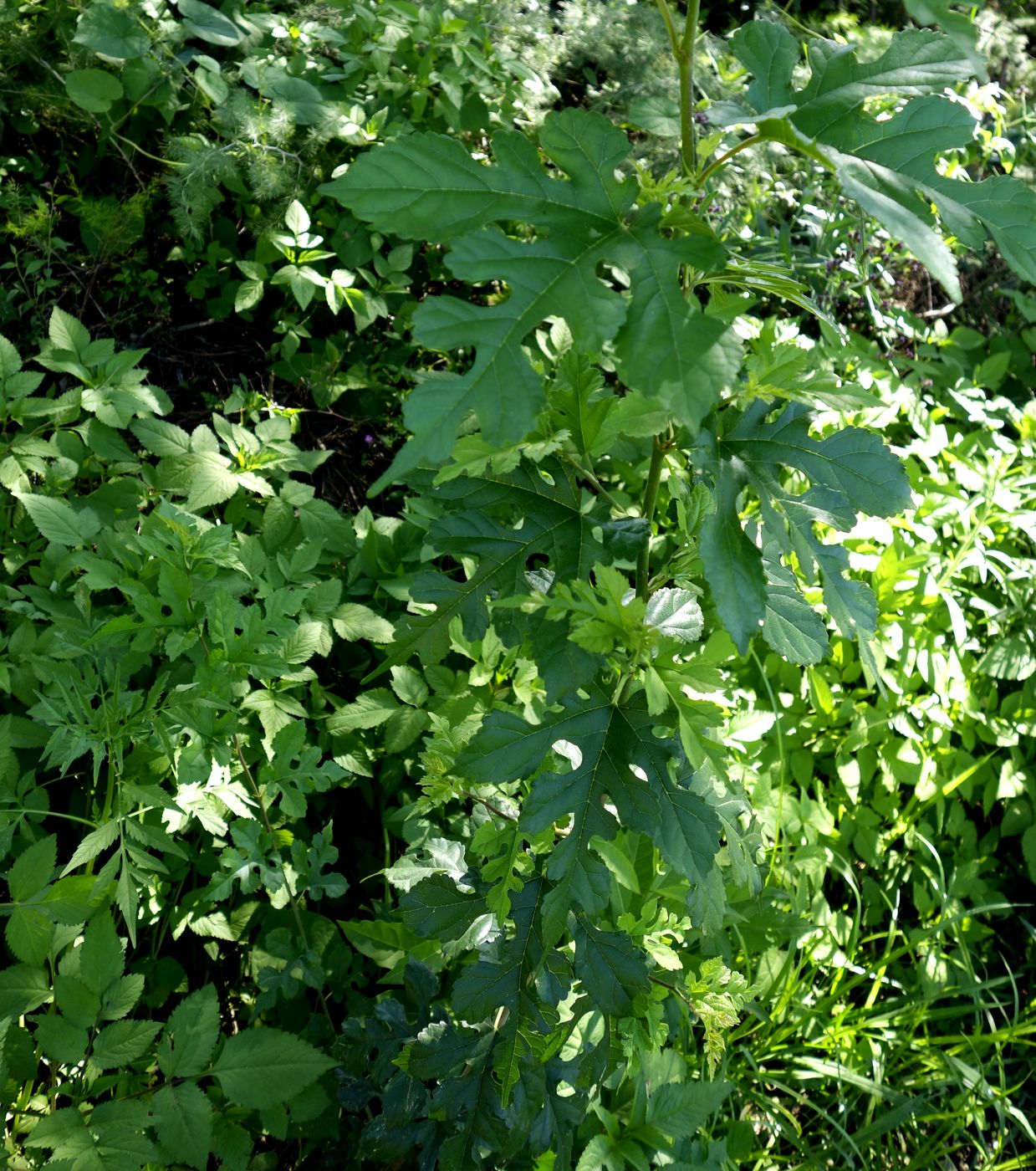 Изображение особи Morus alba.