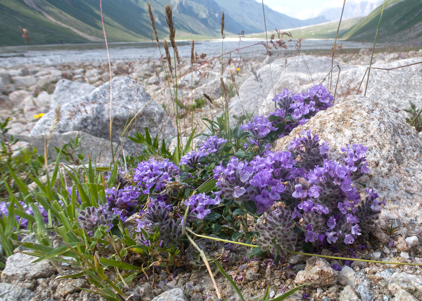 Image of Ziziphora puschkinii specimen.