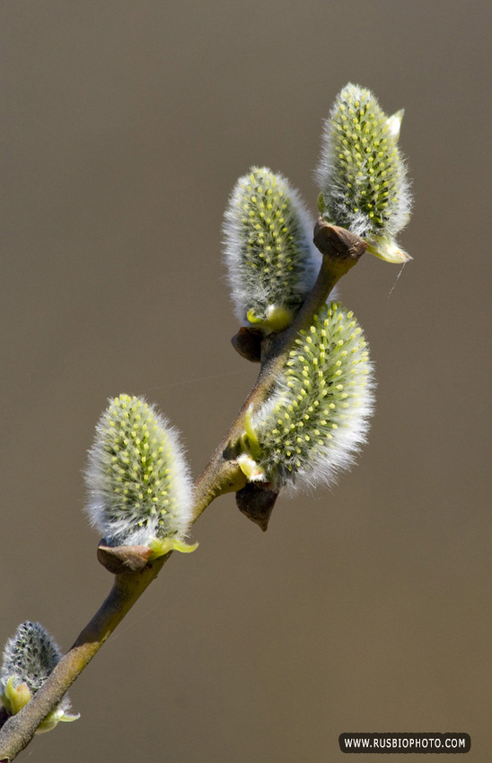 Изображение особи Salix caprea.