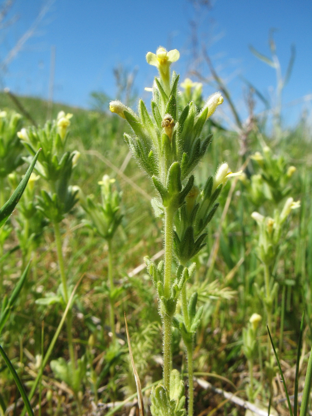 Image of Parentucellia flaviflora specimen.