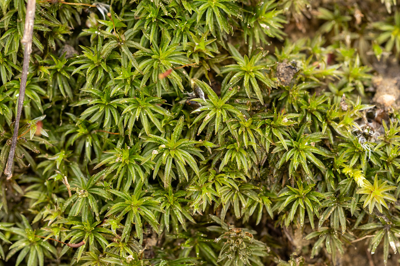 Image of Atrichum undulatum specimen.