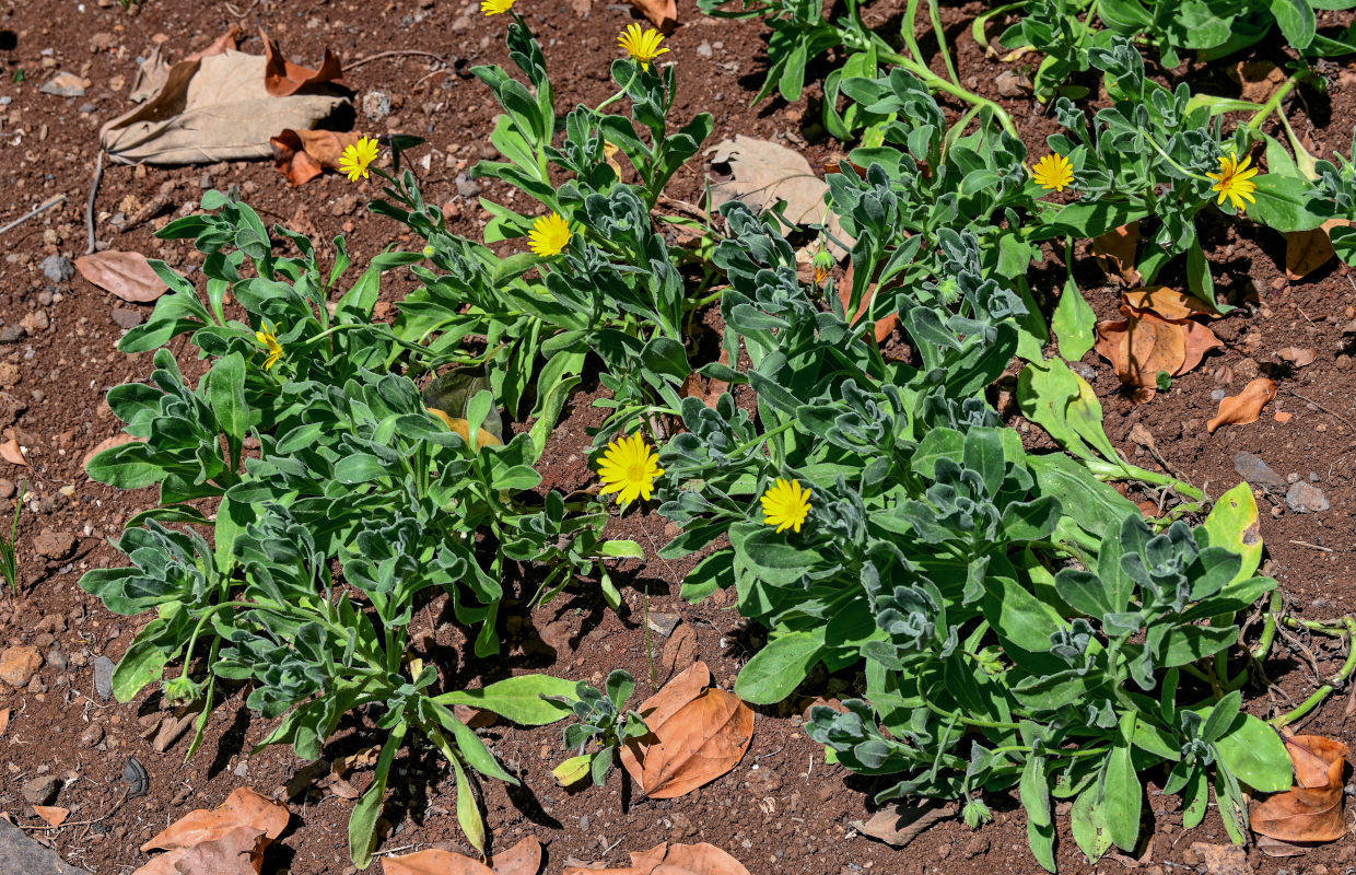 Изображение особи род Calendula.