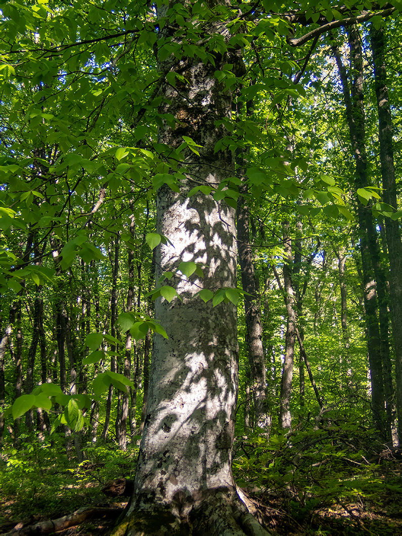 Image of Fagus × taurica specimen.