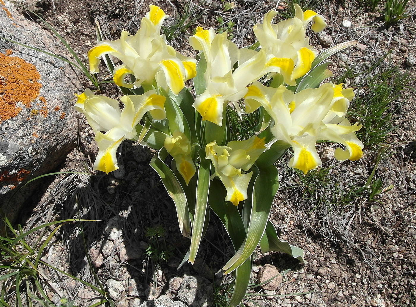 Изображение особи Juno orchioides.