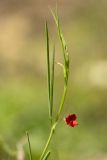 Image of taxon representative. Author is Илья Михеев