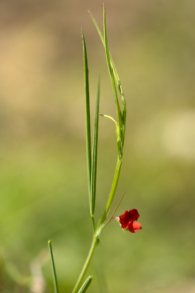 Image of genus Lathyrus specimen.