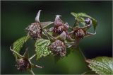 Rubus idaeus. Верхушка побега с формирующимися плодами. Московская обл., Раменский р-н, окр. дер. Хрипань, садовый участок. 13.06.2026.