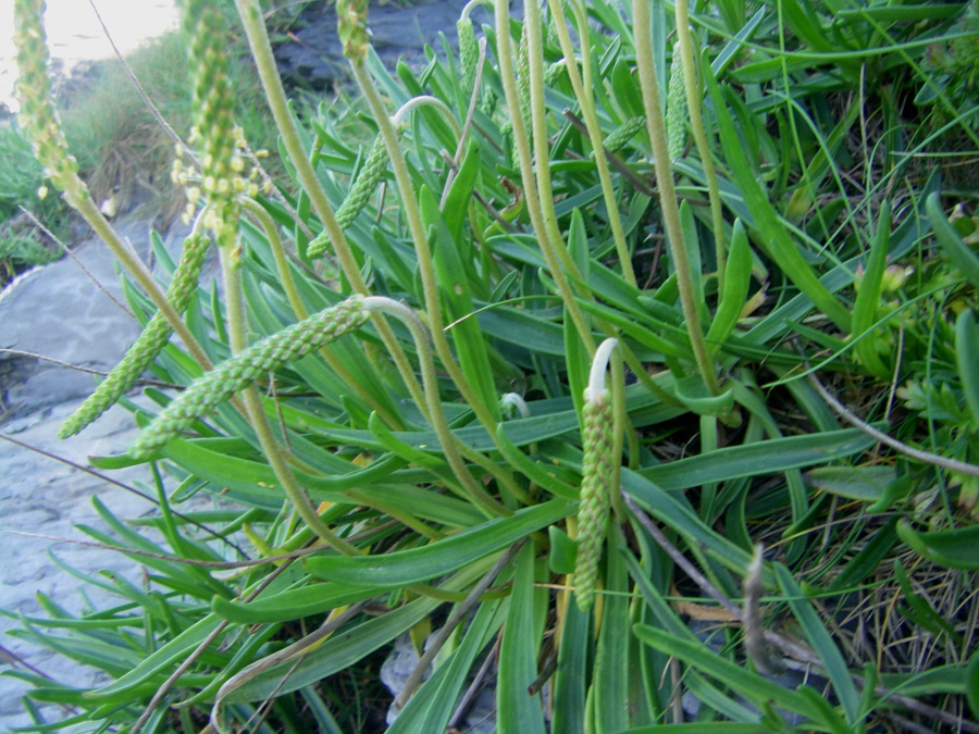 Изображение особи Plantago maritima.