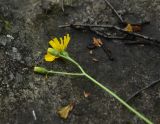 род Hieracium
