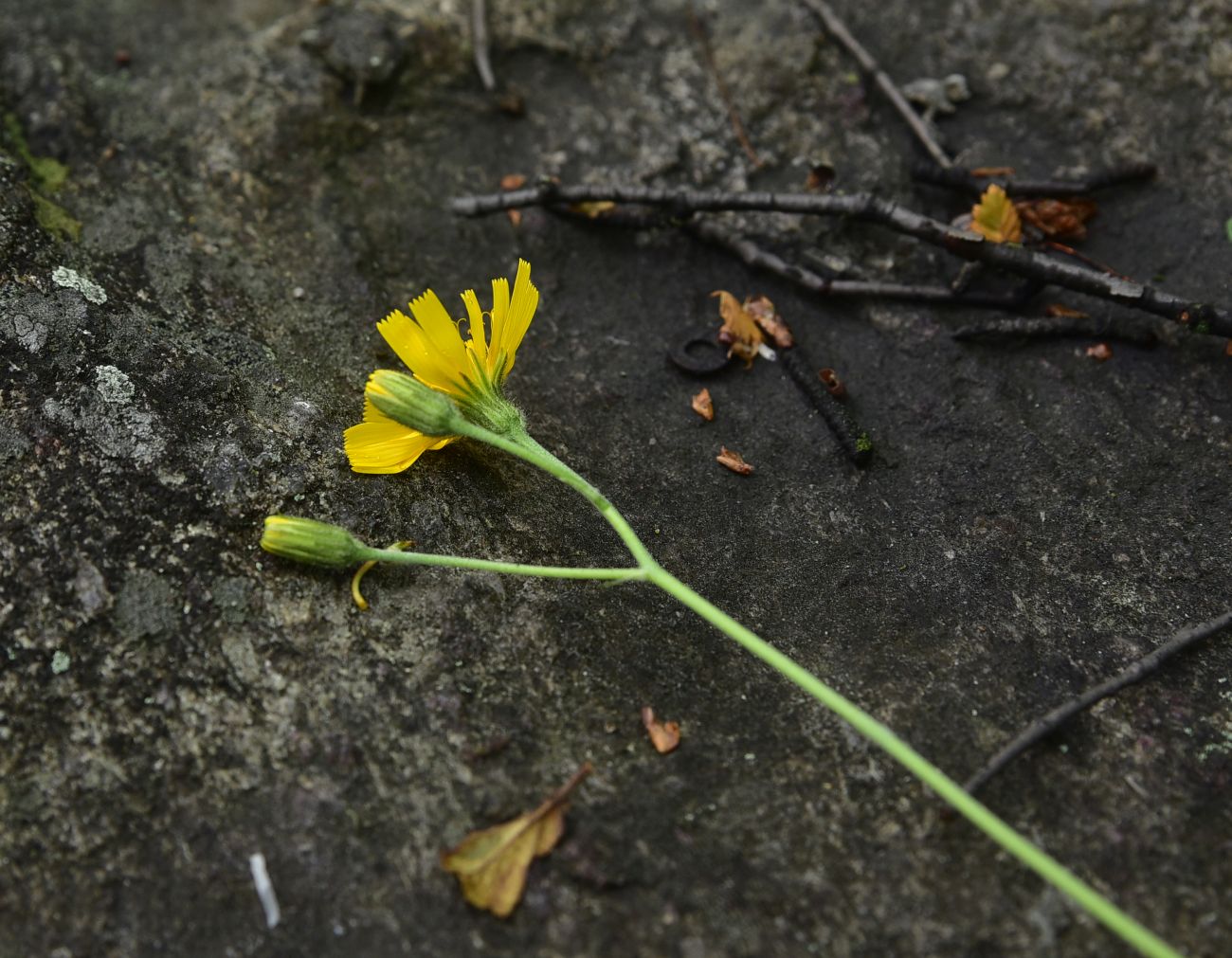 Изображение особи род Hieracium.
