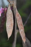 Cercis canadensis