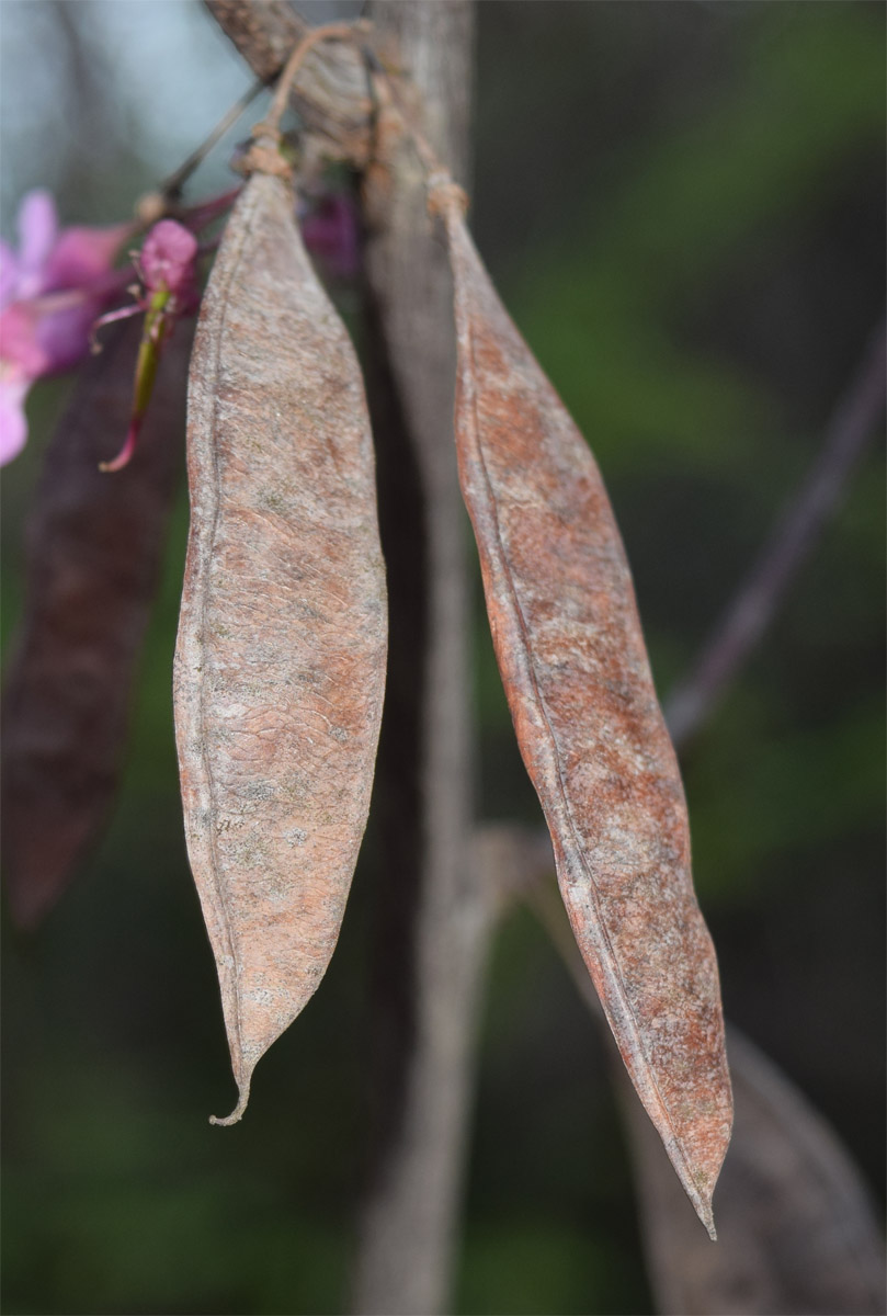 Image of Cercis canadensis specimen.