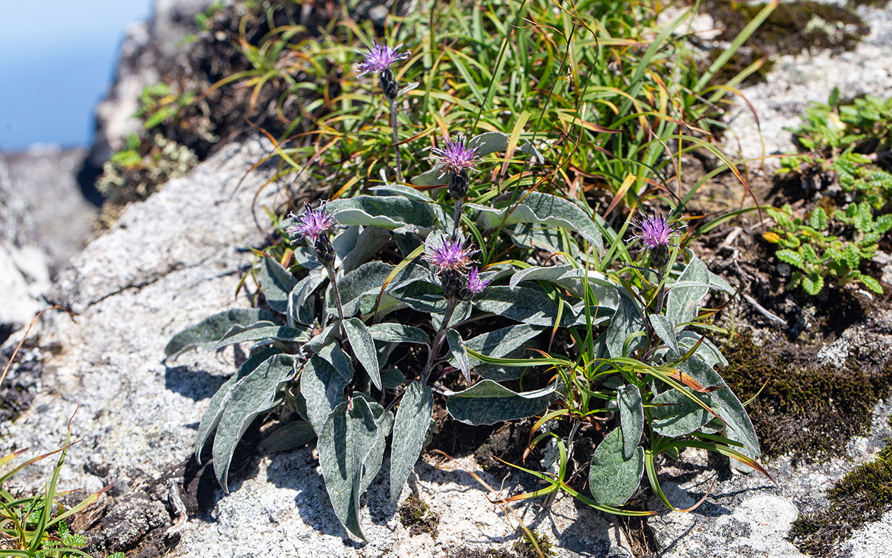 Image of Saussurea vyschinii specimen.