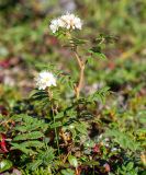 Sorbaria rhoifolia. Цветущее растение. Хабаровский край, р-н имени Лазо, массив горы Ко, гора Столовая, выс. ≈ 1920 м н.у.м., горная тундра. 02.08.2026.