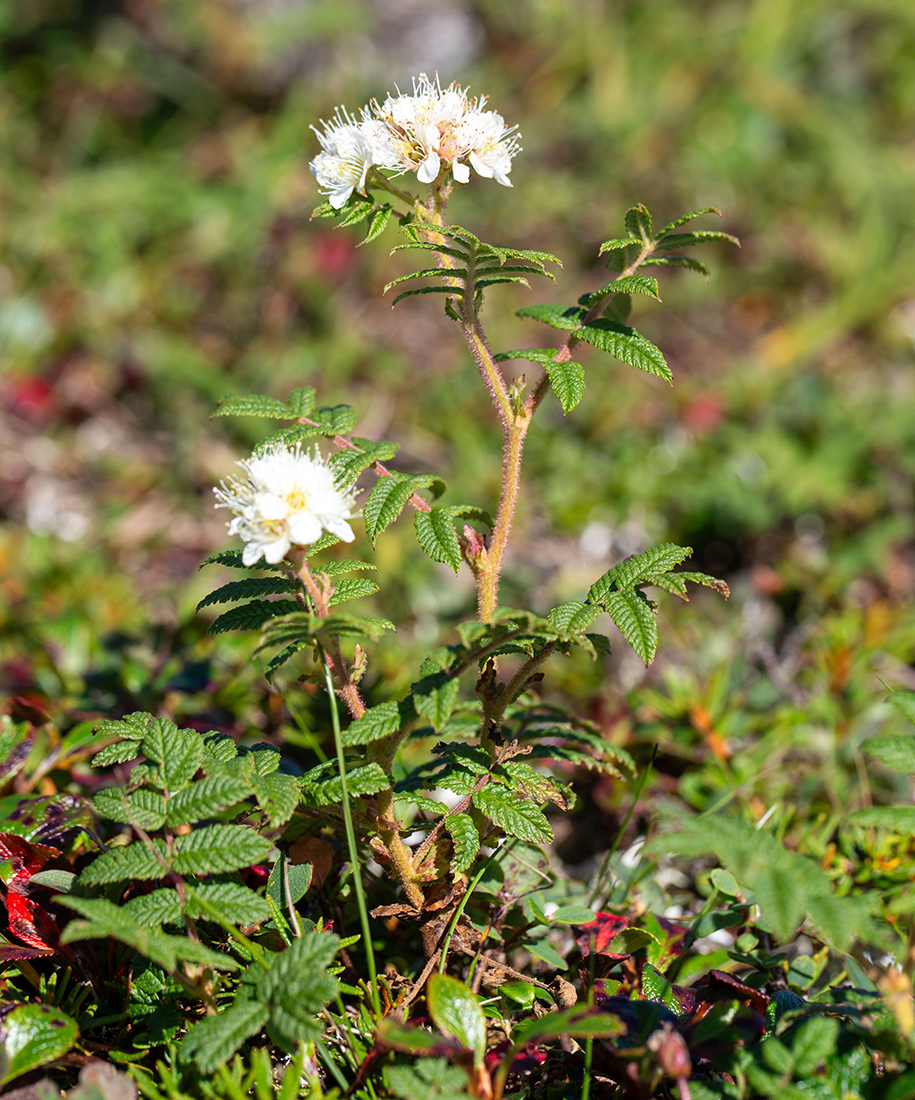 Изображение особи Sorbaria rhoifolia.