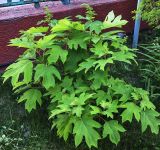 View full-size image Hydrangea quercifolia
